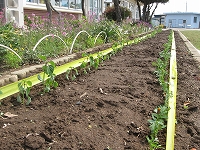 マリーゴールドとサルビア