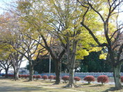 紅葉