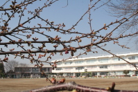 蕾がふくらむ桜