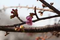 咲きかけた桜
