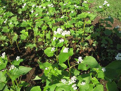 そばの花